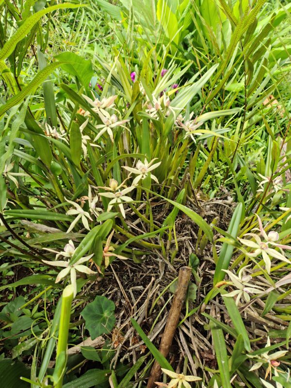 Prostechea Baculus