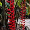Heliconia Longissima