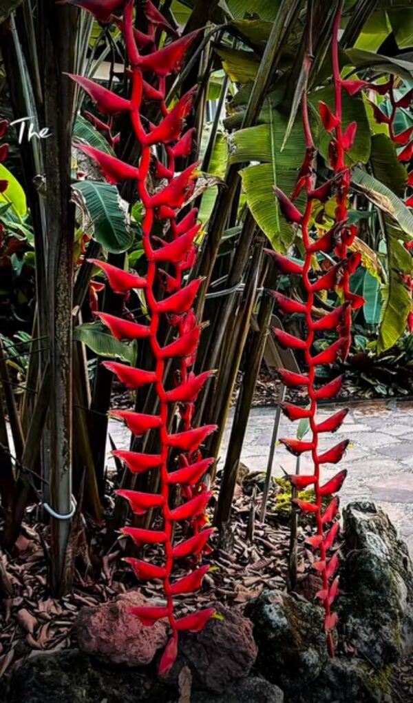 Heliconia Longissima 20. Heliconia Longissima