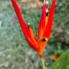 Heliconia psittacorum 'Andromeda'