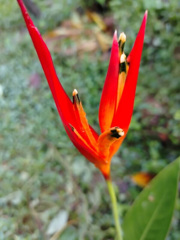 Heliconia psittacorum 'Andromeda'