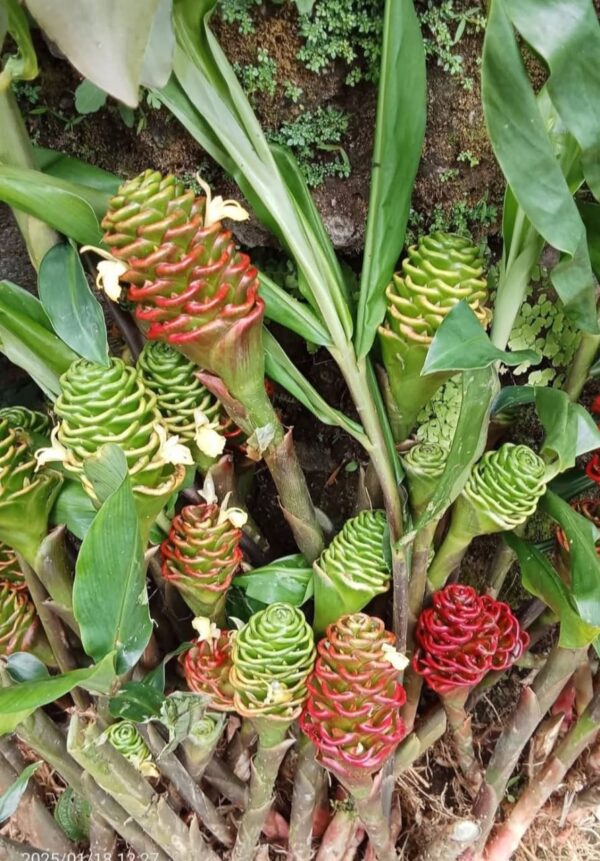 Zingiber neglectum ‘Jewel Pagoda’
