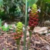 Zingiber neglectum ‘Jewel Pagoda’