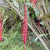 IMG_20260624_143952345_HDR Heliconia Longissima