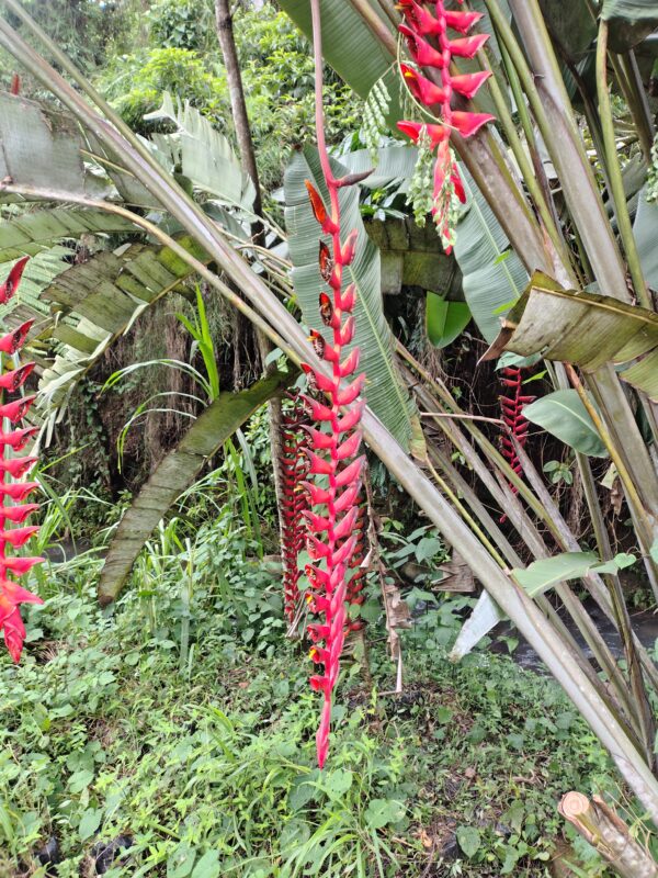 IMG_20260624_143952345_HDR Heliconia Longissima