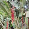 IMG_20260624_143957246_HDR Heliconia Longissima