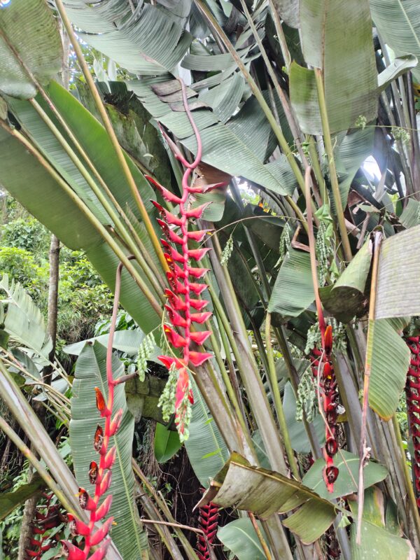 IMG_20260624_143957246_HDR Heliconia Longissima