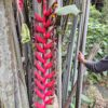 IMG_20260624_144002723_HDR Heliconia Longissima