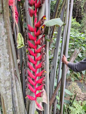Heliconia Longissima