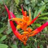 Heliconia psittacorum 'Andromeda'