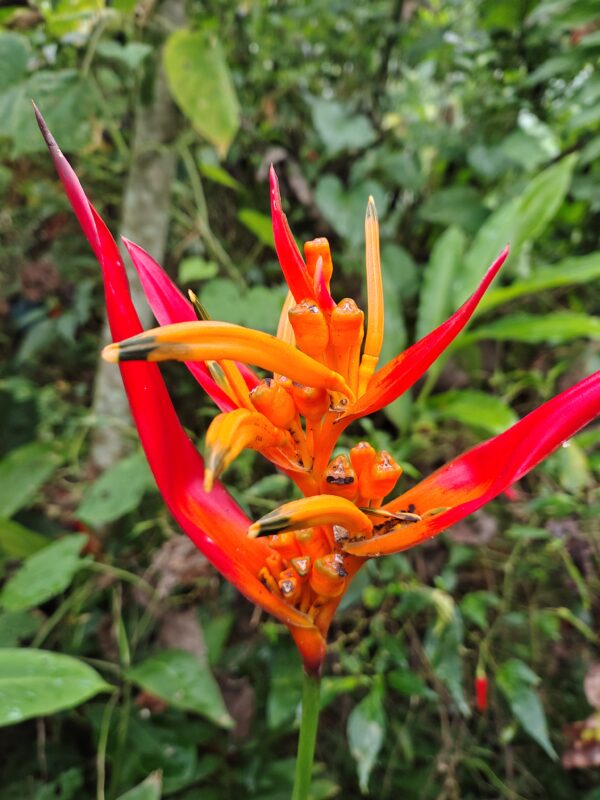 Heliconia psittacorum 'Andromeda'