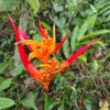 Heliconia psittacorum 'Andromeda'