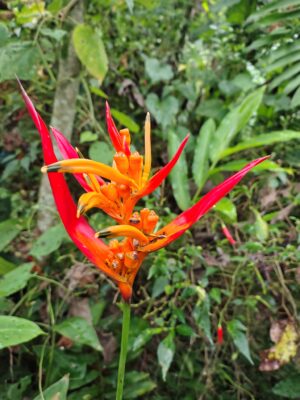 Heliconia psittacorum 'Andromeda'