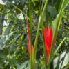 Musa Coccinea