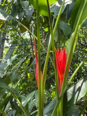 Musa Coccinea