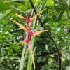 Heliconia chartacea 'Temptress'