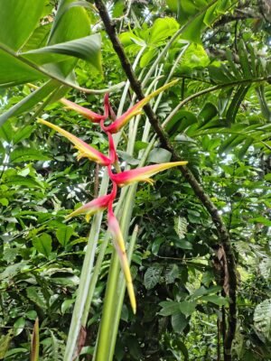 Heliconia chartacea 'Temptress'