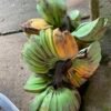 Musa 'Praying Hands'