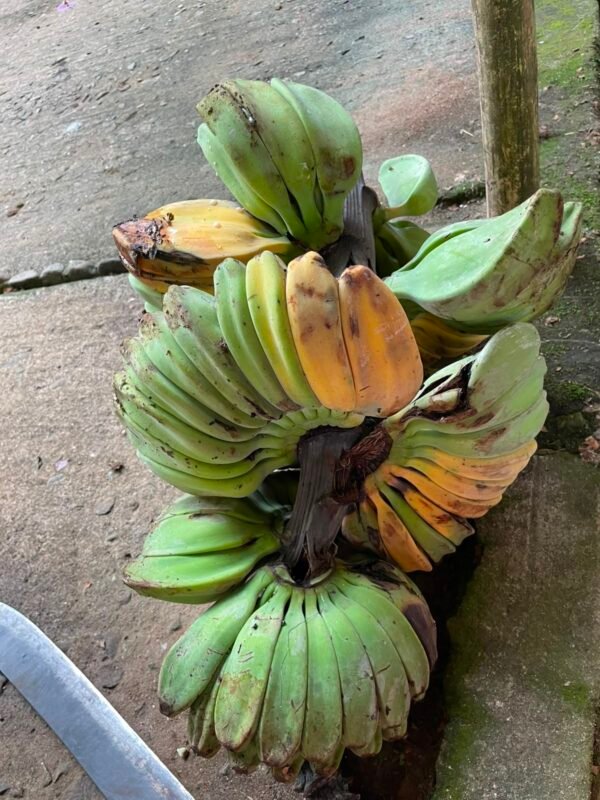 Musa 'Praying Hands'