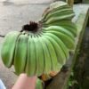 Musa 'Praying Hands'