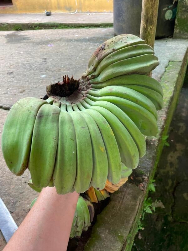 Musa 'Praying Hands'