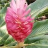 Alpinia Purpurata "Jungle Queen"