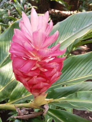 Alpinia Purpurata "Jungle Queen"