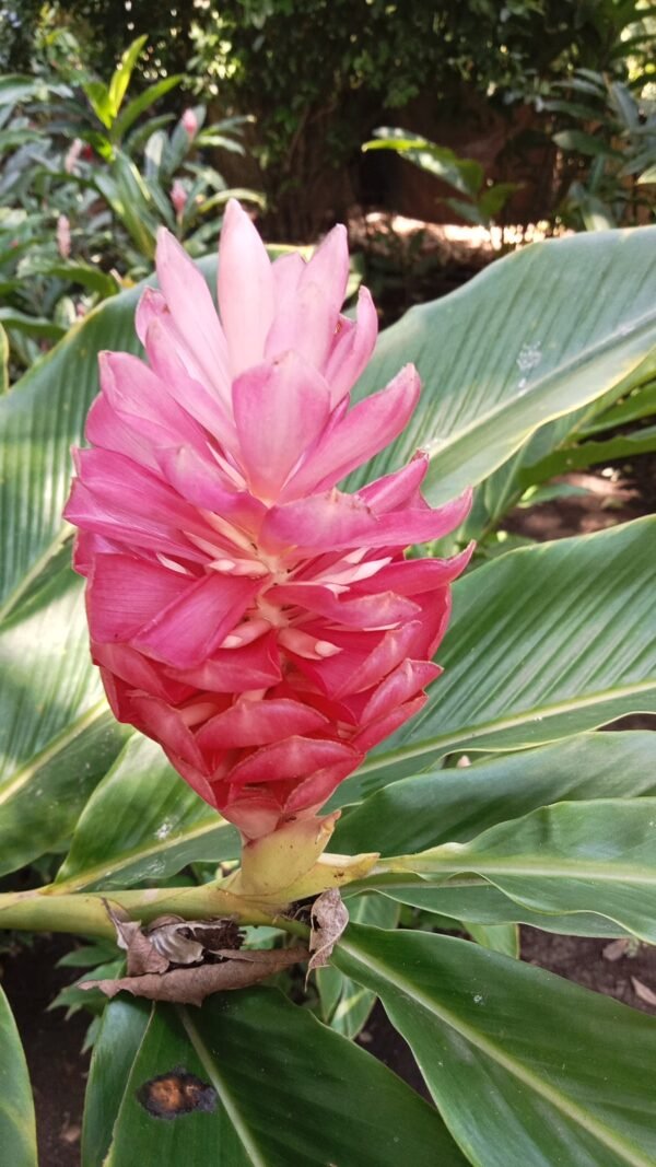 Alpinia Purpurata "Jungle Queen"