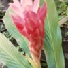 Alpinia Purpurata "Jungle Queen"