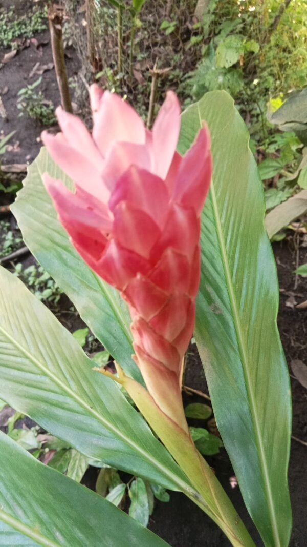 Alpinia Purpurata "Jungle Queen"