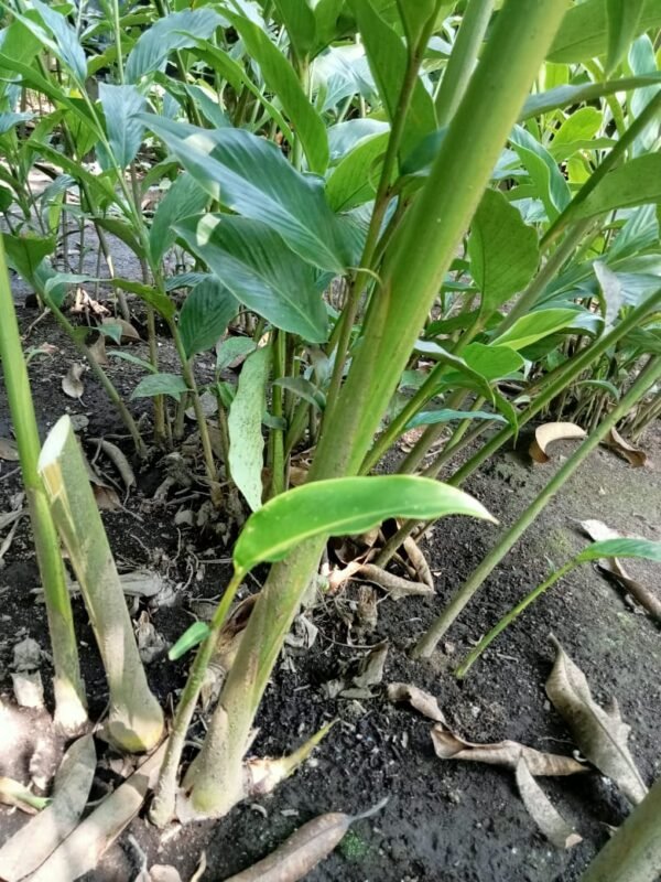 Alpinia Purpurata "Jungle Queen"