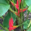 Heliconia Bihai "Halo"