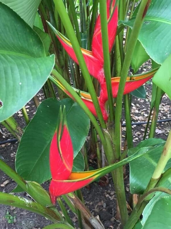 Heliconia Bihai "Halo"