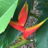 Heliconia Bihai "Halo"