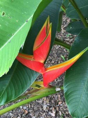 Heliconia Bihai "Halo"