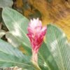Alpinia Purpurata 'Kimi Pink'