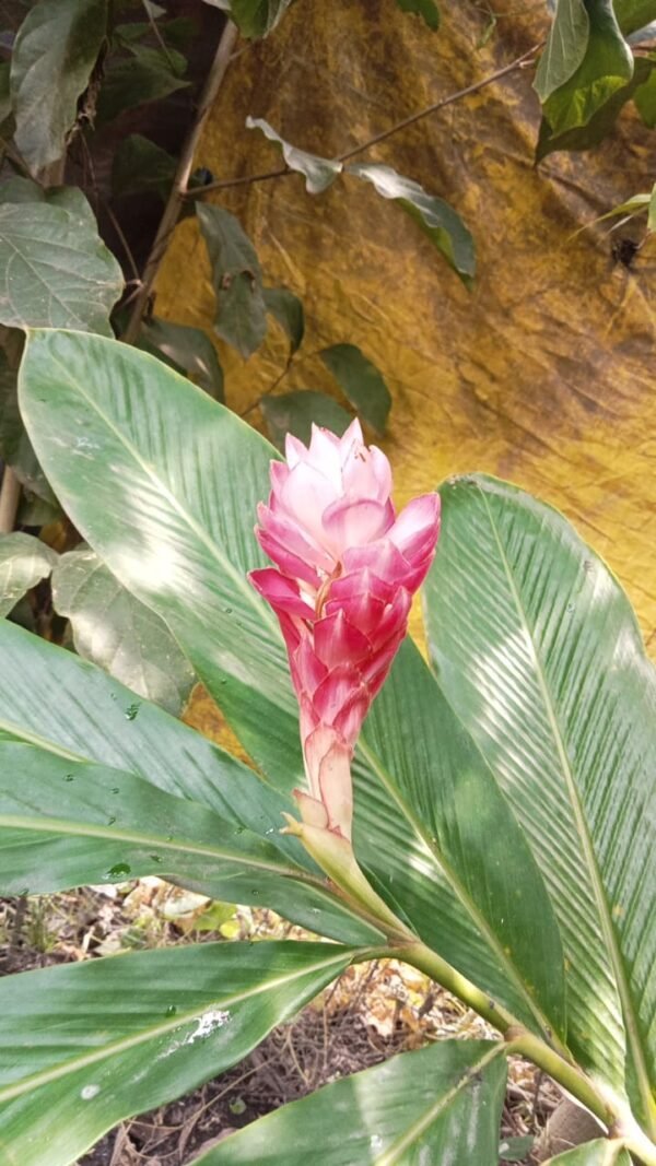 Alpinia Purpurata 'Kimi Pink'