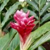 Alpinia Purpurata 'Kimi Pink'