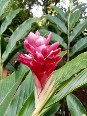 Alpinia Purpurata 'Kimi Pink'