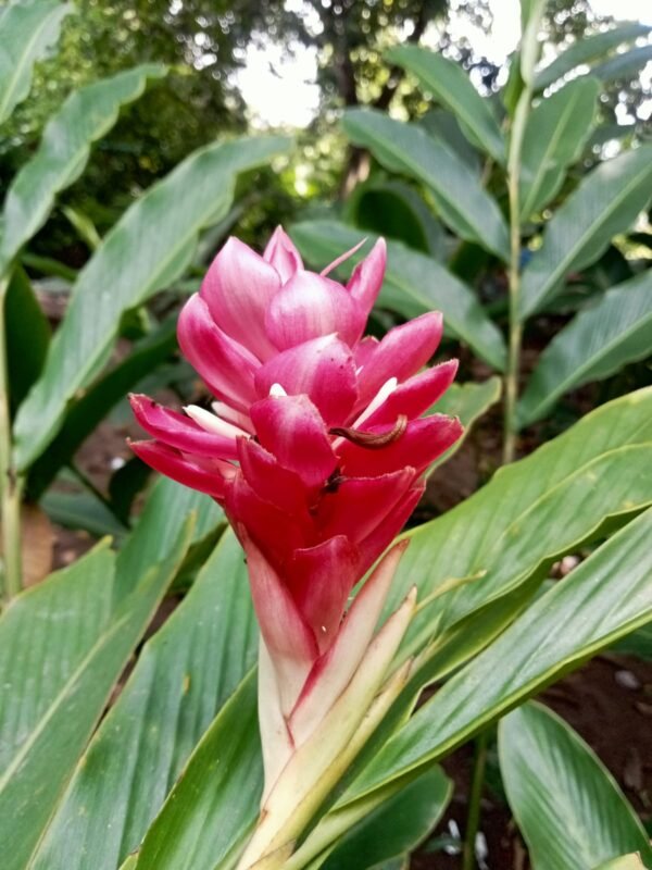 Alpinia Purpurata 'Kimi Pink'