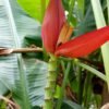 Musa Laterita