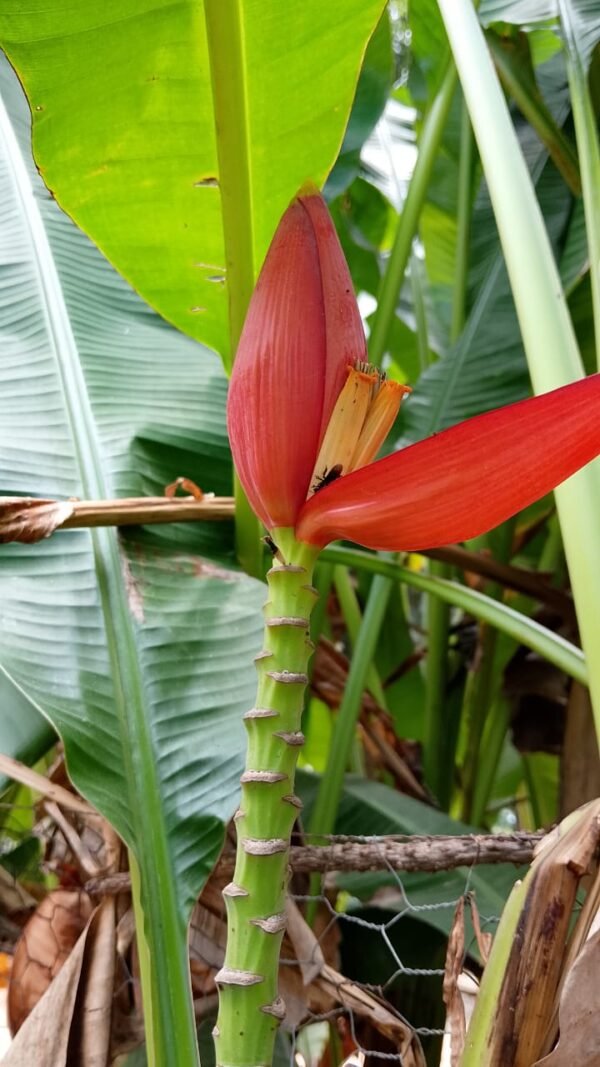 Musa Laterita
