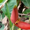 Musa Laterita