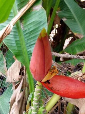 Musa Laterita