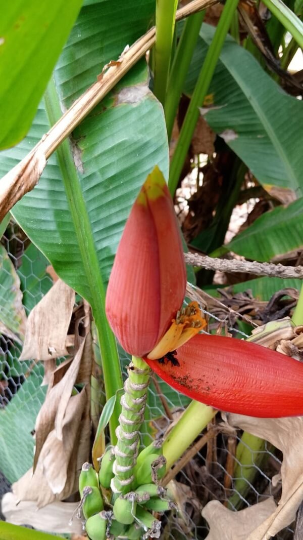 Musa Laterita