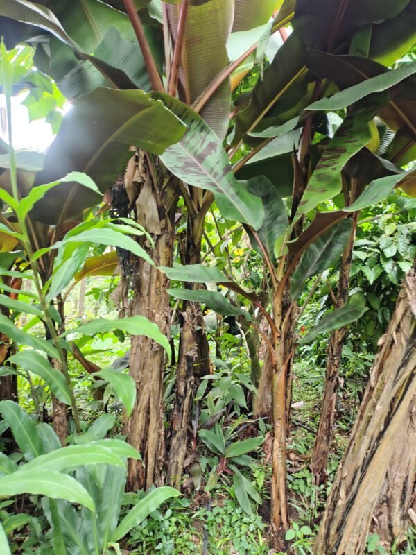 IMG_20260624_152548411_HDR Musa acuminata subsp. zebrina (Musa zebrina)