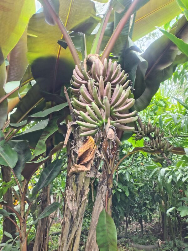 IMG_20260624_152551499_HDR Musa acuminata subsp. zebrina (Musa zebrina)
