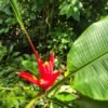 Musa Coccinea