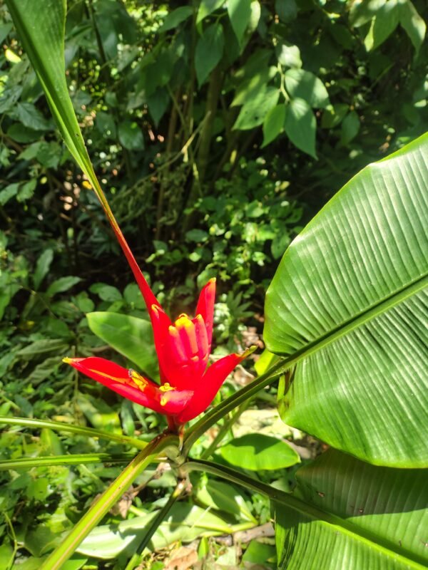 Musa Coccinea