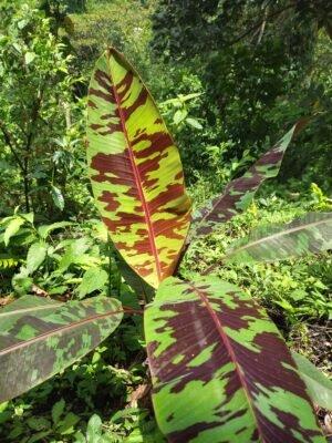 Musa acuminata subsp. zebrina (Musa zebrina)